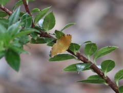 Neorumia lutea