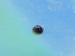 Rhyzobius lophanthae