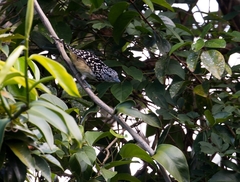 Hypoedaleus guttatus