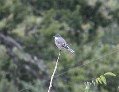 Pyrope pyrope pyrope