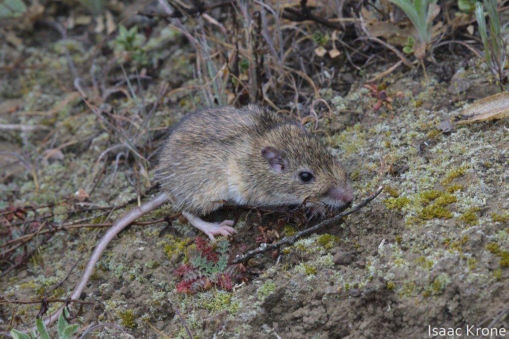 California Pocket Mouse