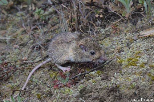 California Pocket Mouse