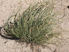 Funastrum hirtellum