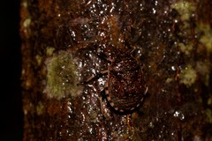 Platycoris rotundatus