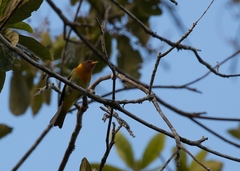 Hemithraupis ruficapilla