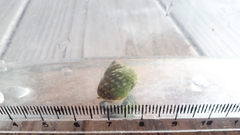 Littorina brevicula