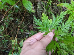Selaginella plana