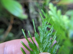 Selaginella plana