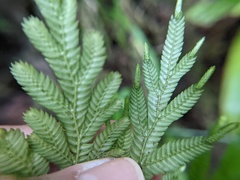 Selaginella plana
