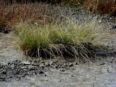 Carex litorosa
