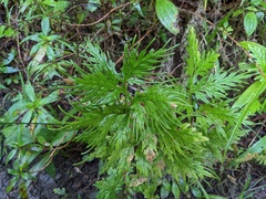 Selaginella plana