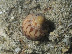 Cymbiola nobilis