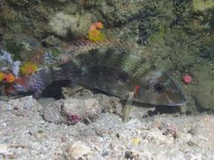 Lethrinus lentjan
