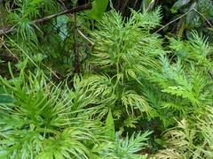 Selaginella plana