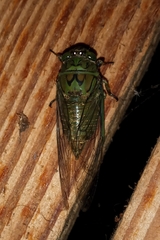Carineta