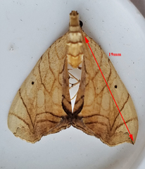 Eulithis gracilineata