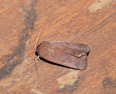 Proteuxoa porphyrescens