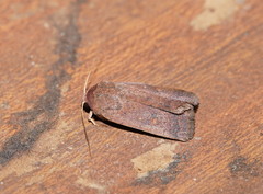 Proteuxoa porphyrescens