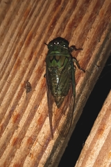 Carineta