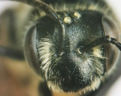 Andrena wheeleri