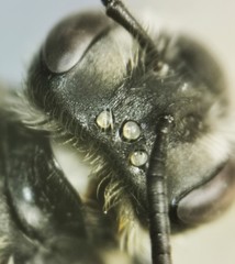 Andrena wheeleri