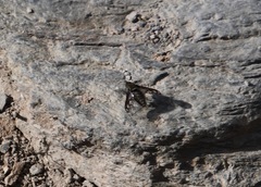 Conophorus fenestratus