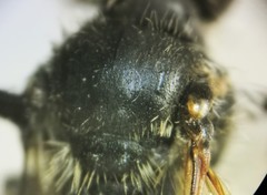 Andrena wheeleri