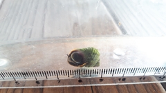 Littorina brevicula