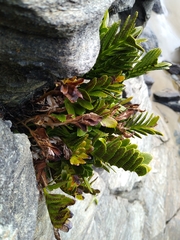 Asplenium obtusatum sphenoides