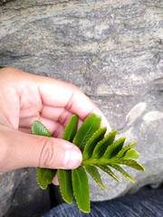 Asplenium obtusatum sphenoides