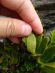 Asplenium obtusatum sphenoides