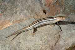 Trachylepis socotrana