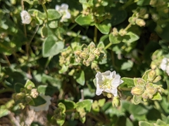 Mirabilis tenuiloba