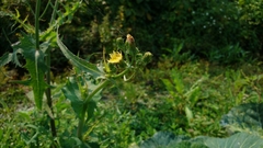 Sonchus oleraceus