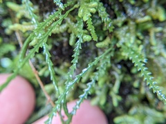 Cochlidium serrulatum