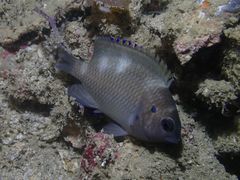 Pomacentrus cuneatus