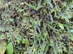 Cochlidium serrulatum