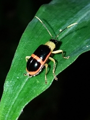 Paratriarius adonis