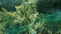 Sonchus oleraceus