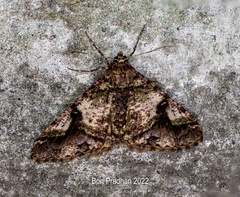 Geometridae