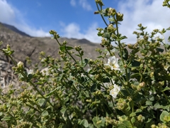 Mirabilis tenuiloba