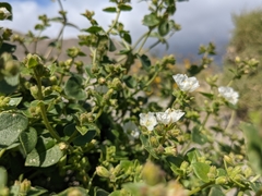 Mirabilis tenuiloba