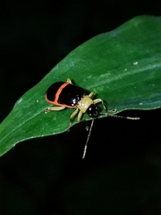 Paratriarius adonis