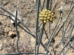 Asclepias masonii
