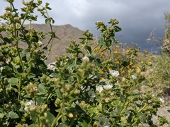Mirabilis tenuiloba