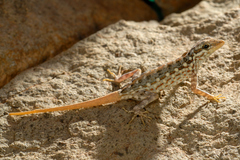 Pristurus samhaensis