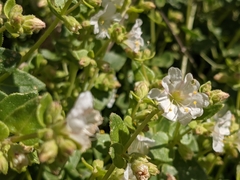 Mirabilis tenuiloba