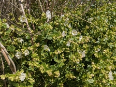 Mirabilis tenuiloba