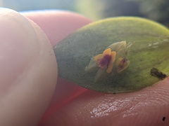 Lepanthes rupestris