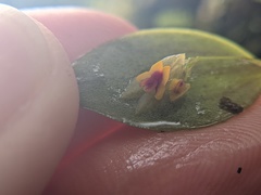 Lepanthes rupestris